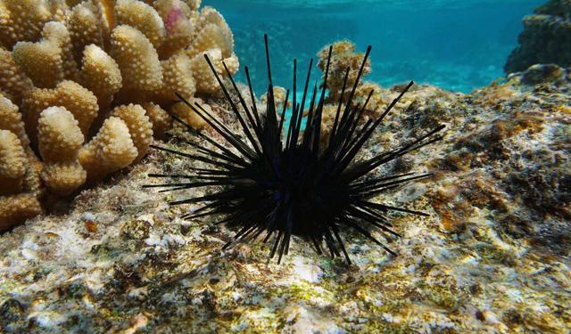 Hoi An,Cu Lao Cham Island & Nature Reserve